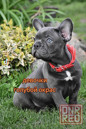 Французские бульдожки! Голубой окрас! Девочки Херсон - изображение 8