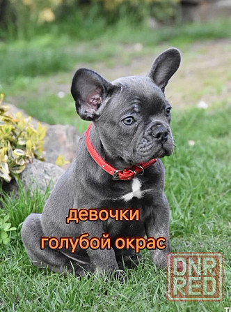 Французские бульдожки! Голубой окрас! Девочки Херсон - изображение 6