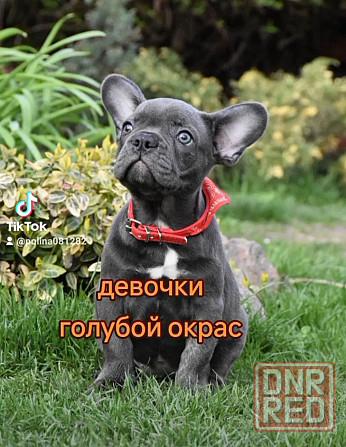 Французские бульдожки! Голубой окрас! Девочки Херсон - изображение 3