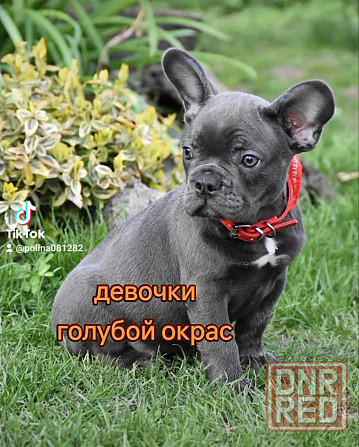 Французские бульдожки! Голубой окрас! Девочки Херсон - изображение 4