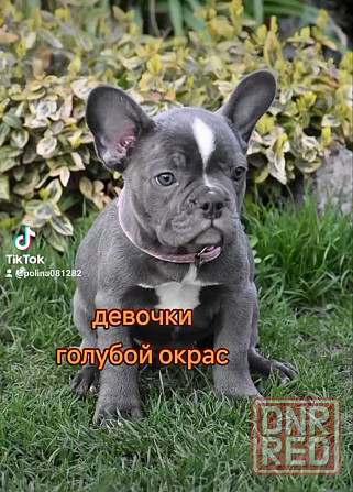 Французские бульдожки! Голубой окрас! Девочки Херсон - изображение 1