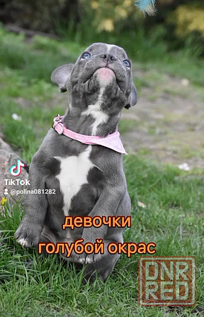 Французские бульдожки! Голубой окрас! Девочки Херсон - изображение 7