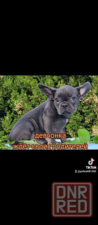 Девочка голубая с подпалом Херсон - изображение 6