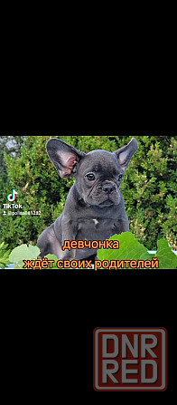 Девочка голубая с подпалом Херсон - изображение 3