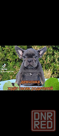 Девочка голубая с подпалом Херсон - изображение 2