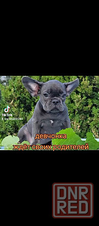 Девочка голубая с подпалом Херсон - изображение 1
