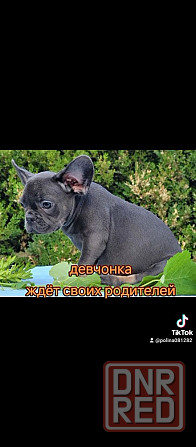 Девочка голубая с подпалом Херсон - изображение 7