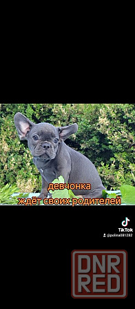 Девочка голубая с подпалом Херсон - изображение 5