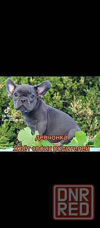 Девочка голубая с подпалом Херсон - изображение 4