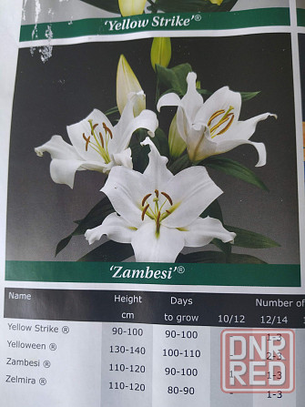 Лілія Zambezi 20/22 Херсон - изображение 7