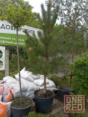 Сосны по отличной цене. На штамбе. Распродажа. Скидки. Херсон - изображение 1