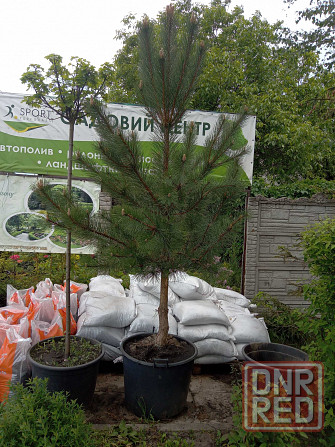 Сосны по отличной цене. На штамбе. Распродажа. Скидки. Херсон - изображение 2