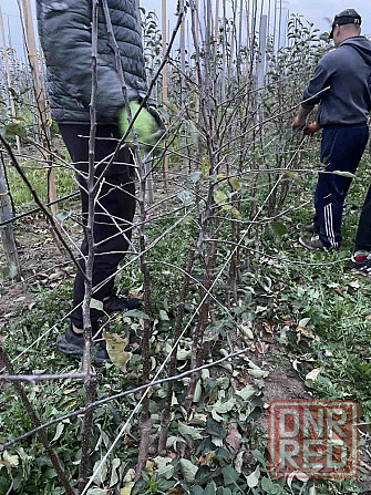 Саджанці плодових дерев/Саженцы плодовых деревьев/Опт та роздріб Запорожье - изображение 6