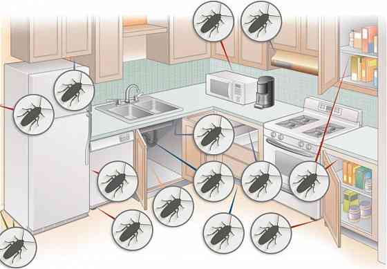 Advion Evolution Cockroach Gel Улучшенное Мощное Средство от тараканов Запорожье