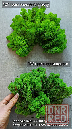 Мох стабилизированный на вес 100 грамм ягель Запорожье - изображение 5
