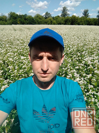 Продам зелену гречку Запорожье - изображение 6