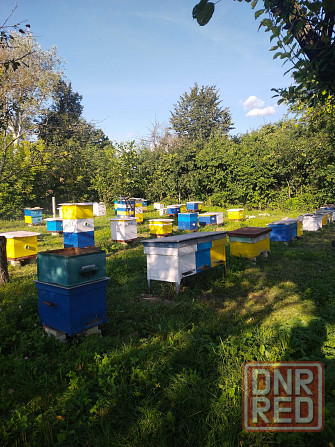 Продам зелену гречку Запорожье - изображение 3