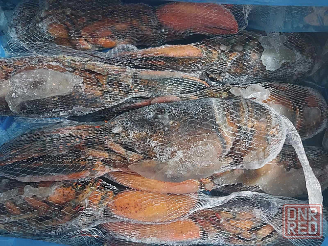 Лобстер (Омар) варено-мороженый (450-500 грамм). Ціна за 1кг Запорожье - изображение 5