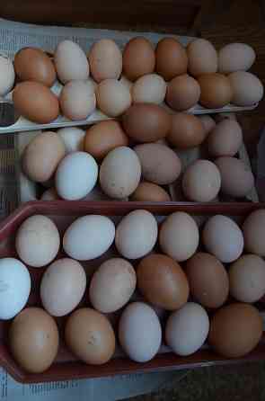 Яйцо домашнее куриное Макеевка