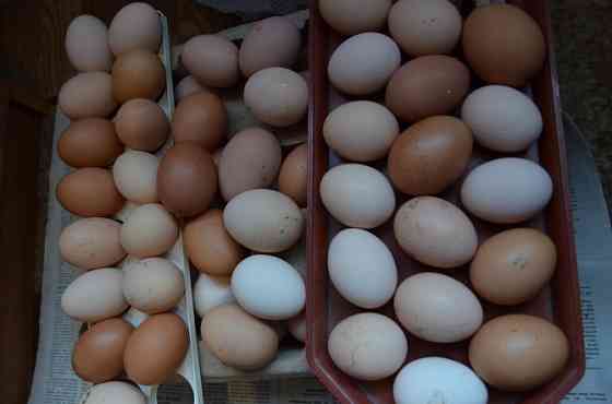 Яйцо домашнее куриное Макеевка