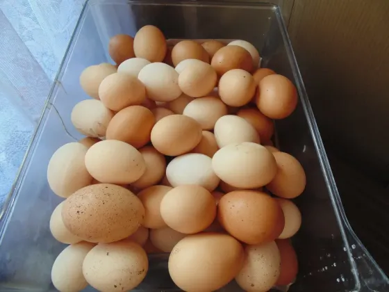 Яйцо домашнее куриное Макеевка