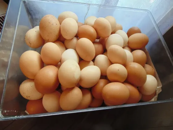 Яйцо домашнее куриное Макеевка