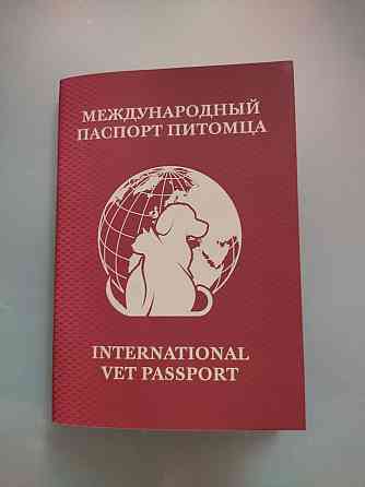 Джек Рассел терьер Донецк