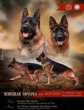 Щенки от племенной пары - клубная вязка , шоу-класс Макеевка