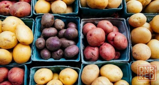 Элитные семена картофеля. Отправка почтой по всей Украине Херсон - изображение 1