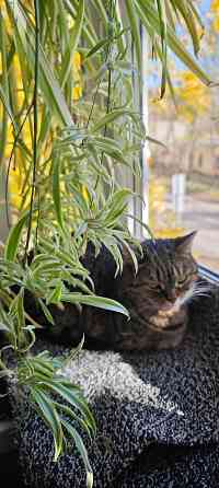 Хлорофитум Донецк