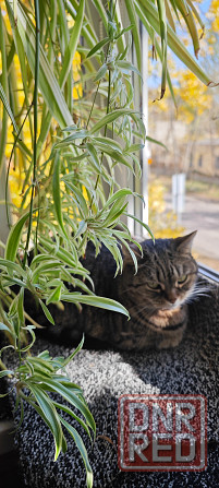 Хлорофитум Донецк - изображение 1