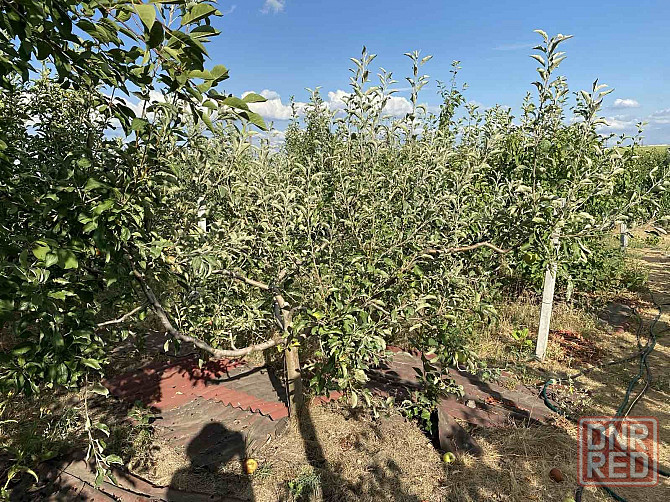 Продаю дачный участок Запорожье - изображение 2