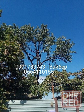 Спил деревьев, садовая обрезка, вывоз веток. Запорожье - изображение 1