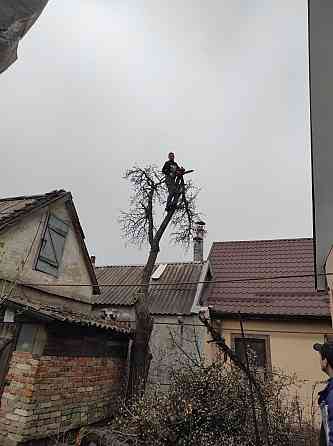 Профессиональный спил деревьев Запорожье