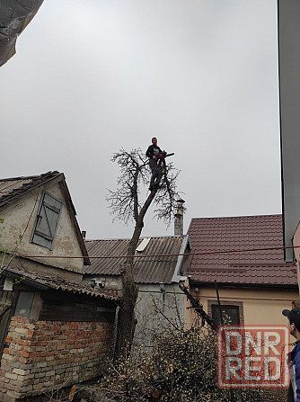 Профессиональный спил деревьев Запорожье - изображение 2