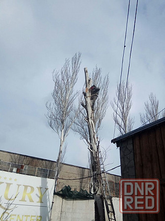Профессиональный спил деревьев Запорожье - изображение 3