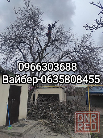 Профессиональный спил деревьев Запорожье - изображение 1