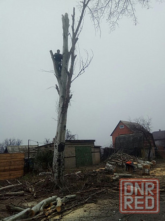 Профессиональный спил деревьев Запорожье - изображение 4