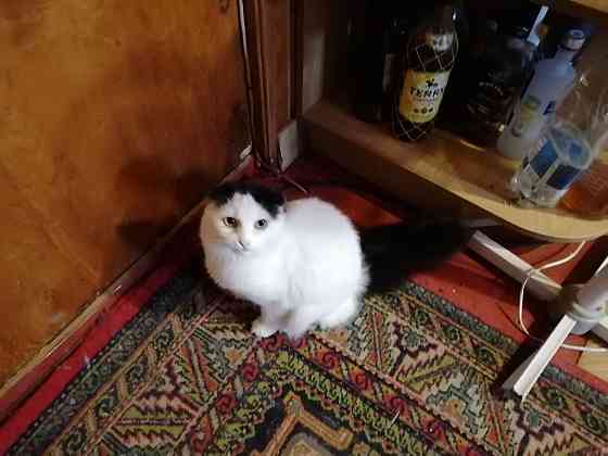 Бесплатно отдам. Коты Английских вислоухих . Мариуполь