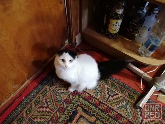 Бесплатно отдам. Коты Английских вислоухих . Мариуполь - изображение 4