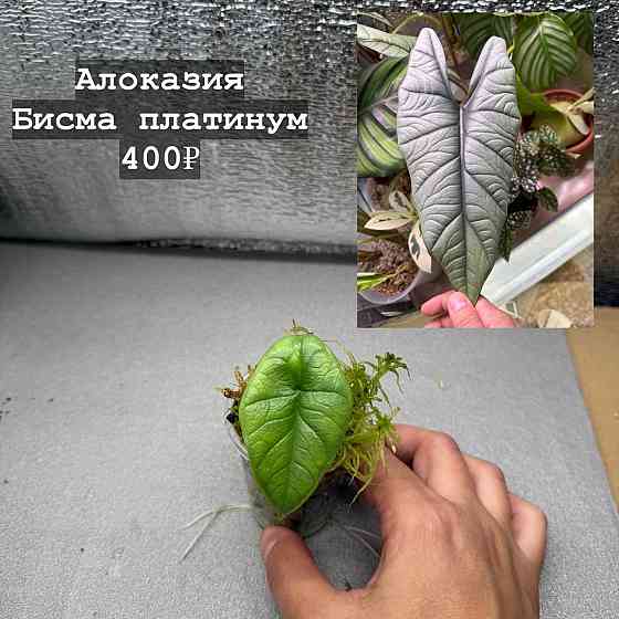 Алоказии Донецк