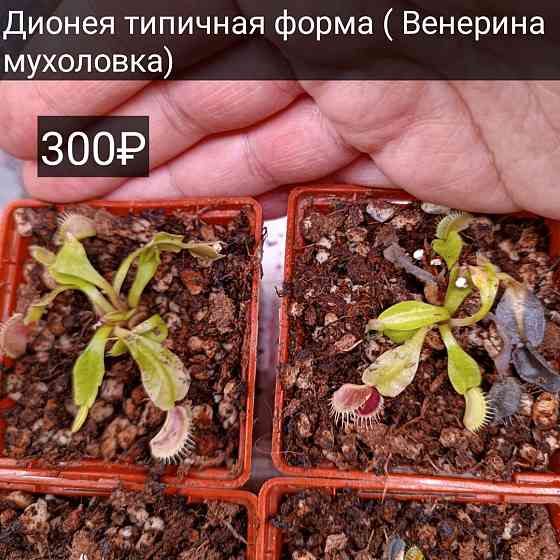 Хищные настения Донецк