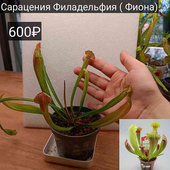 Хищные настения Донецк