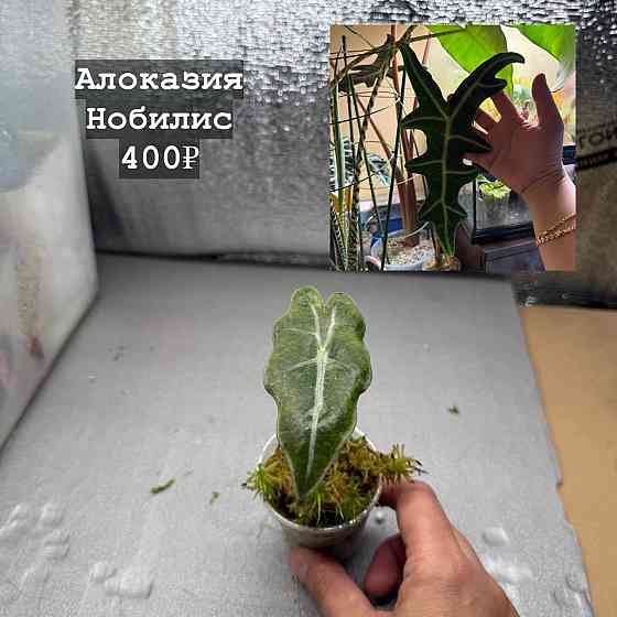 Алоказии Донецк