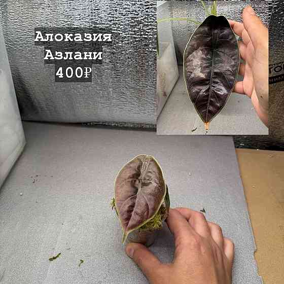 Алоказии Донецк