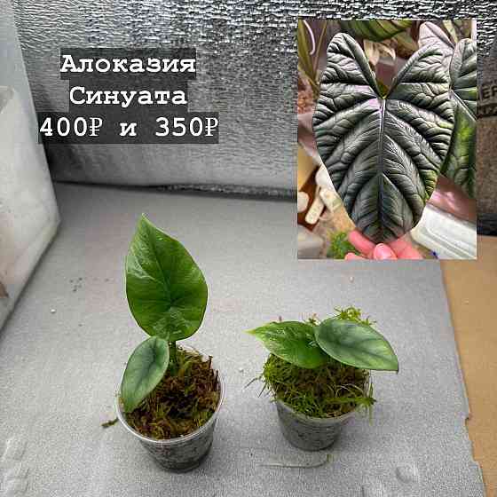 Алоказии Донецк