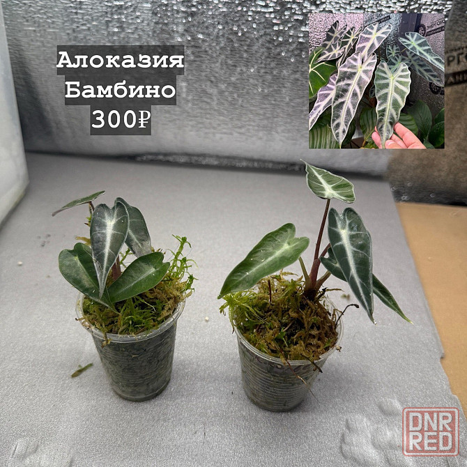 Алоказии Донецк - изображение 8