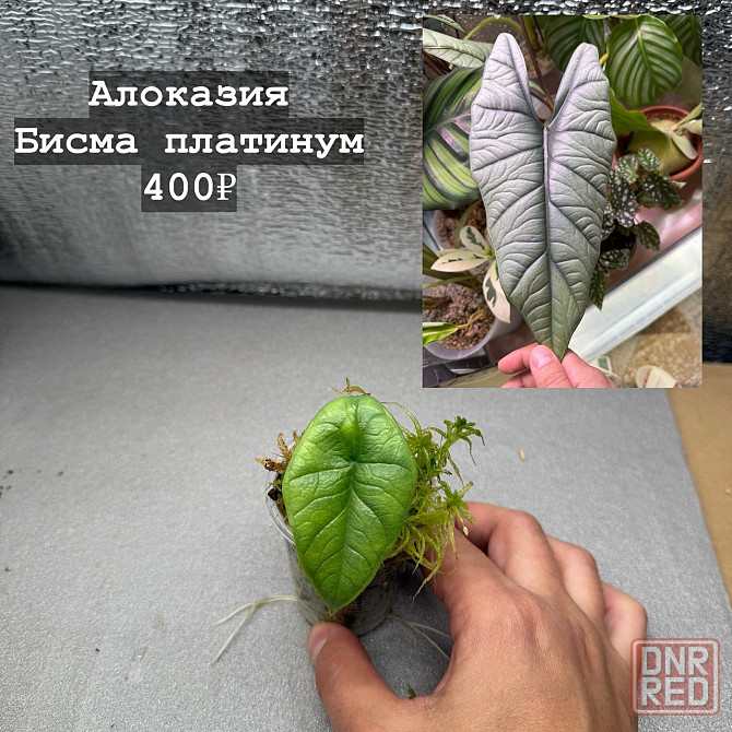Алоказии Донецк - изображение 3