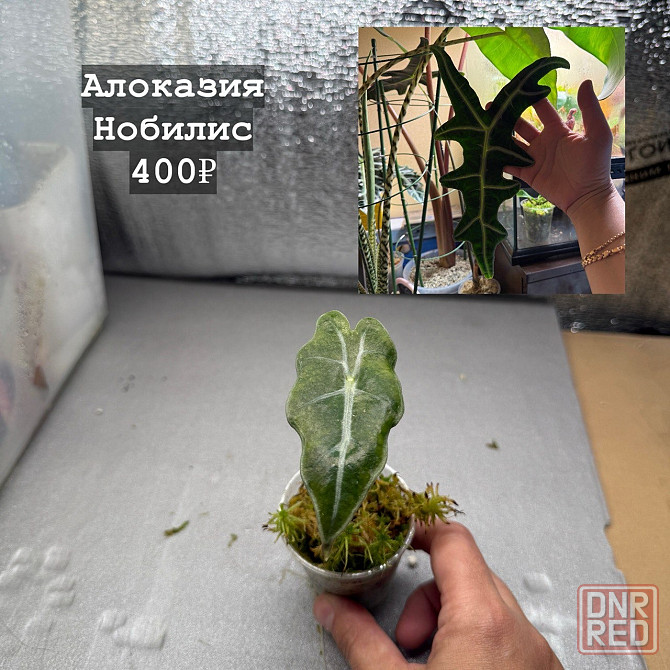 Алоказии Донецк - изображение 2
