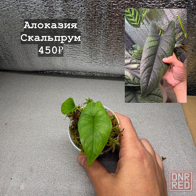 Алоказии Донецк - изображение 7